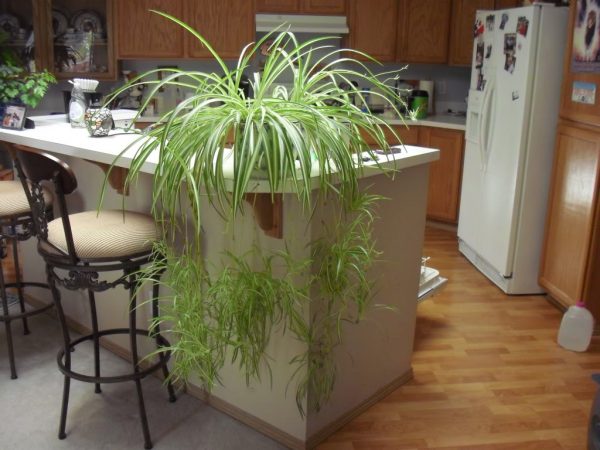 растения для кухни