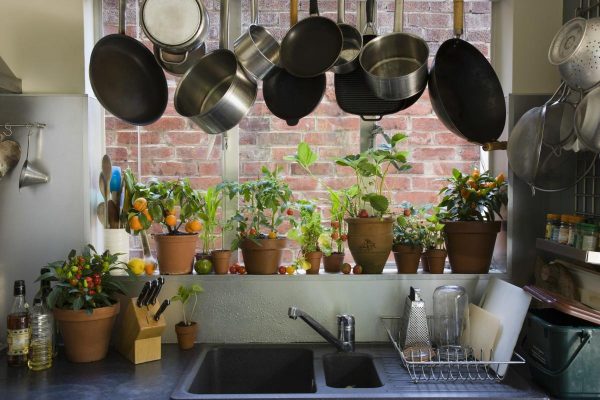 растения для кухни